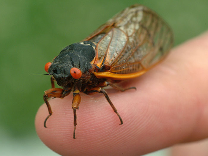 cicada face 2