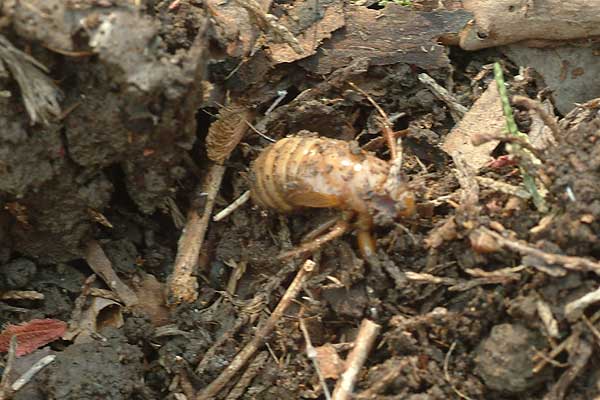 cicada 1a