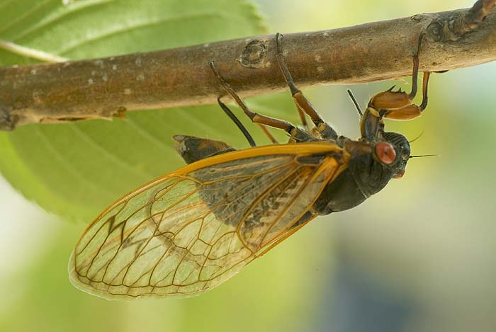 Cicada Laying Eggs 2