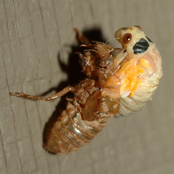 emerging cicada 01