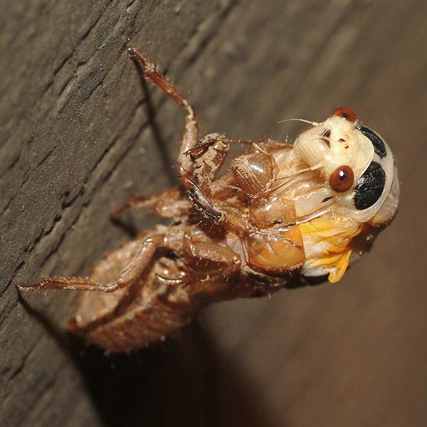 emerging cicada 03