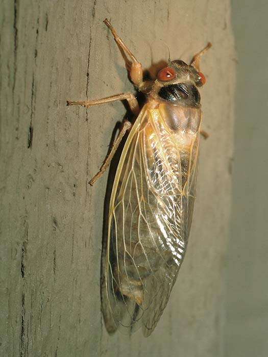 emerging cicada 09