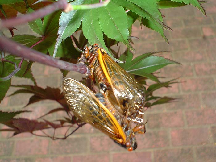 Makin' More Cicadas!