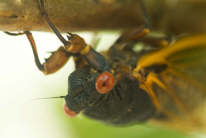 Cicada Portrait 1