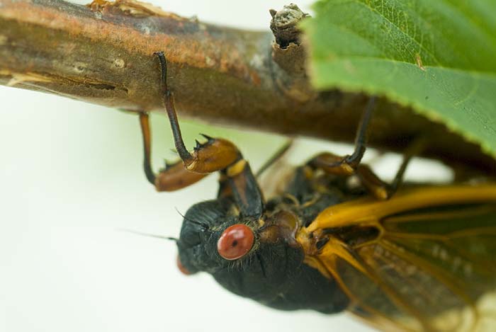 Cicada Portrait 2