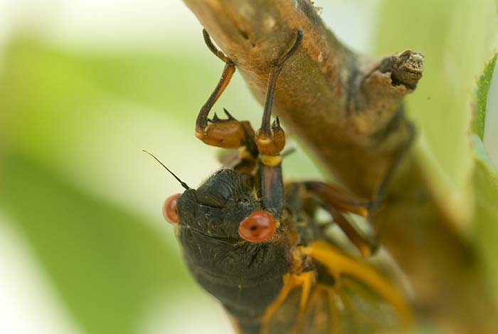Cicada Portrait 3