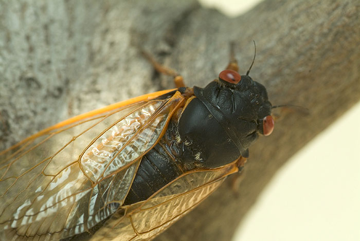 Cicada Portrait 4