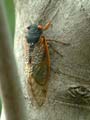 Cicada on trunk