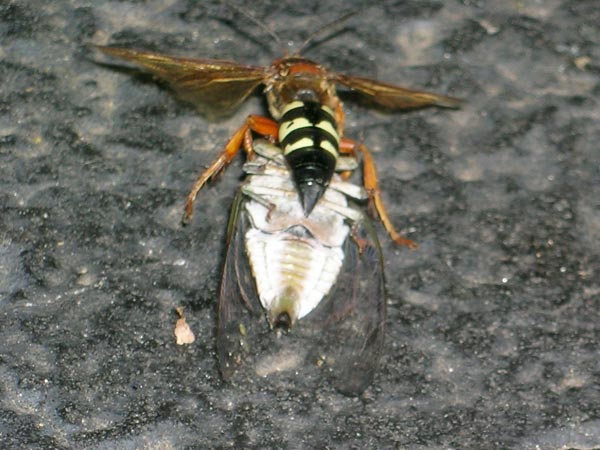 cicadakiller1