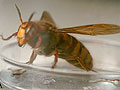giant hornet 5