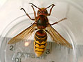 giant hornet 7