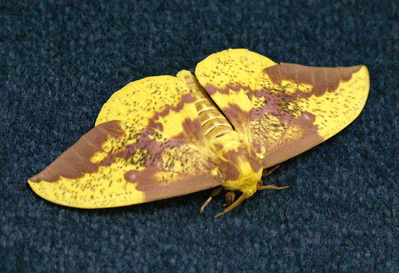 Big yellow Imperial Moth