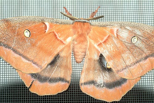 moth2
