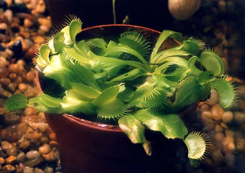 flytraps01